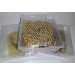 Grande boite à  section pour miel en brèche