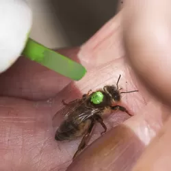 Reine de l'année Souche Abeille Noire