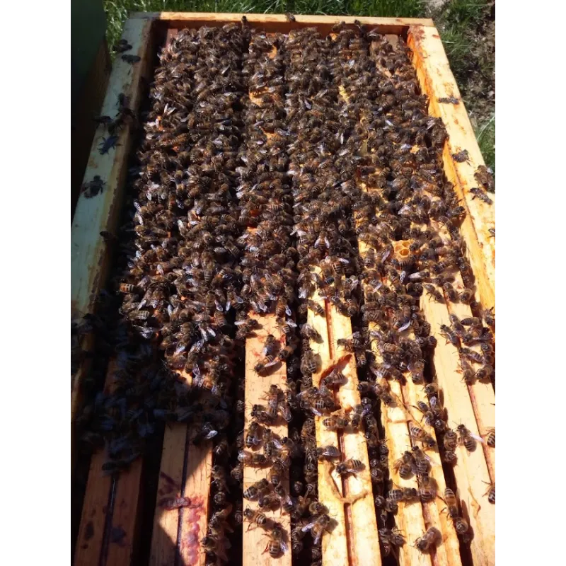 Essaim hiverné Abeilles noires