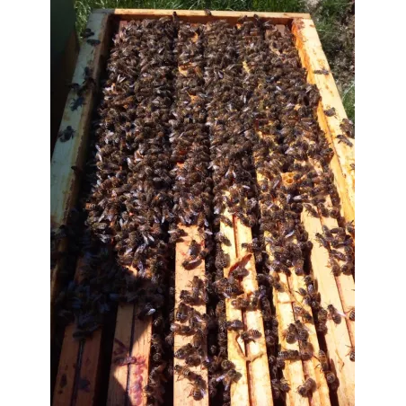 Essaim hiverné Abeilles noires