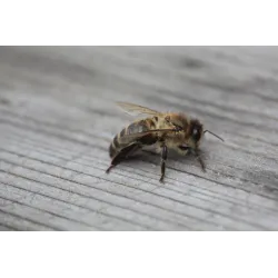 Essaim hiverné Abeilles noires