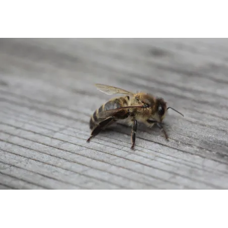 Essaim hiverné Abeilles noires