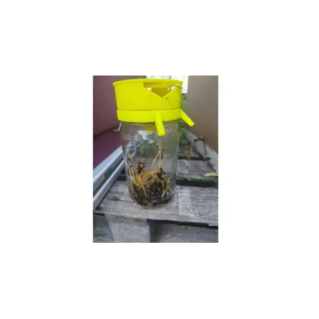 Piège Frelon Asiatique Tiny Trap Simple — Sélectif | Aux Abeilles Alpines