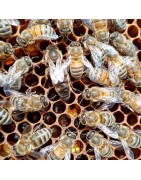 Reines et essaims d'abeilles à vendre Isère
