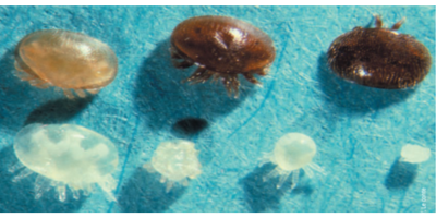 varroa