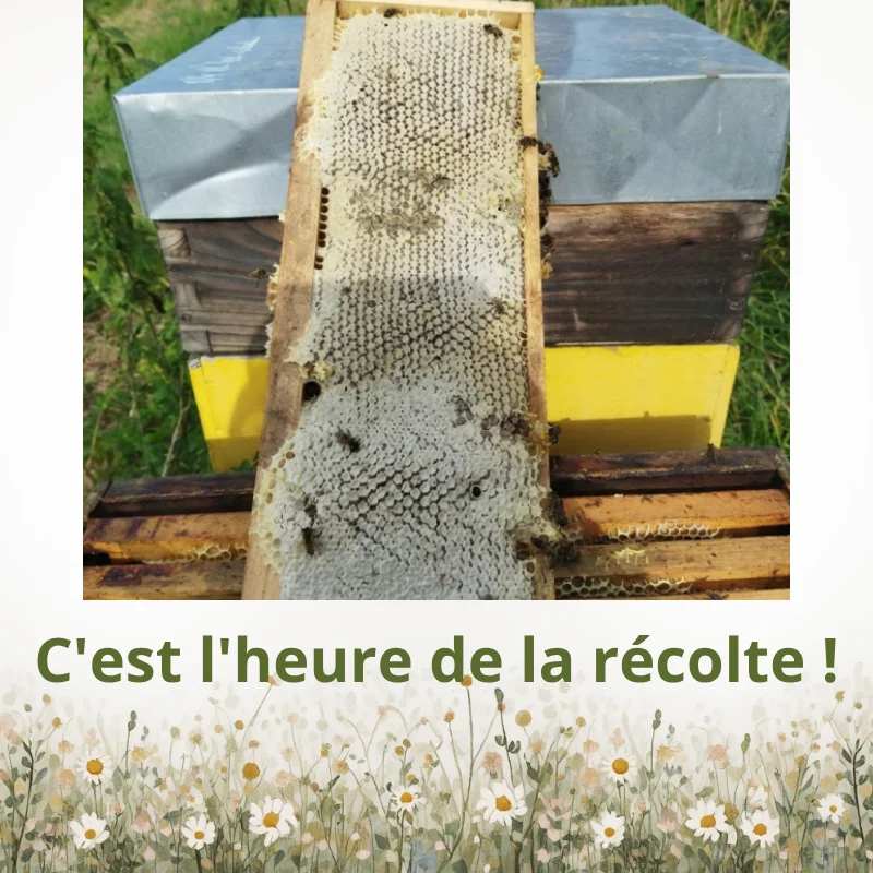 Aux abeilles Alpines en plein travail