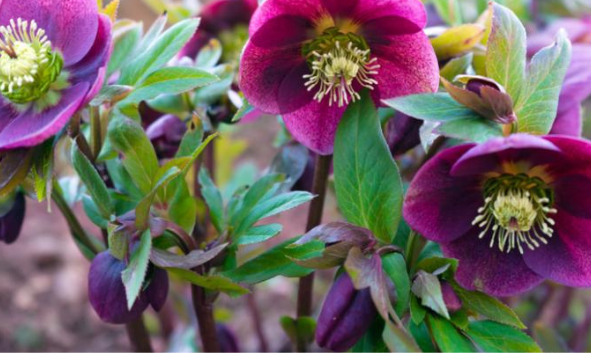 L'Hellebore
