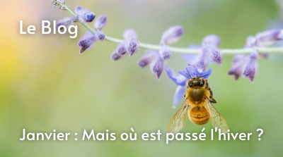 La grappe d'abeilles