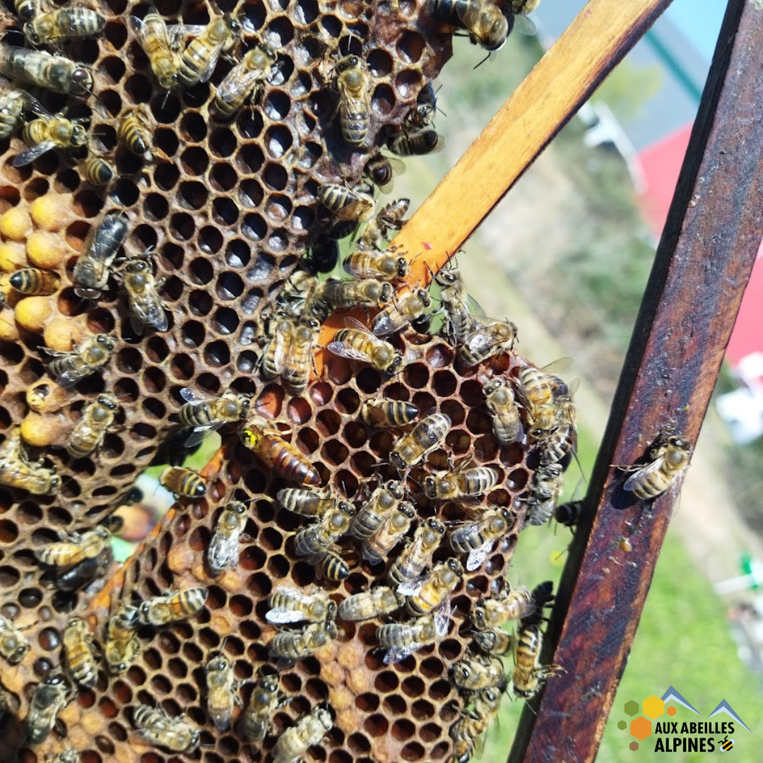 GRILLAGE INOX LE ML 5665 : SHOP APICULTURE: Tout le matériel pour  l'apiculture, l'apiculteur et les abeilles.