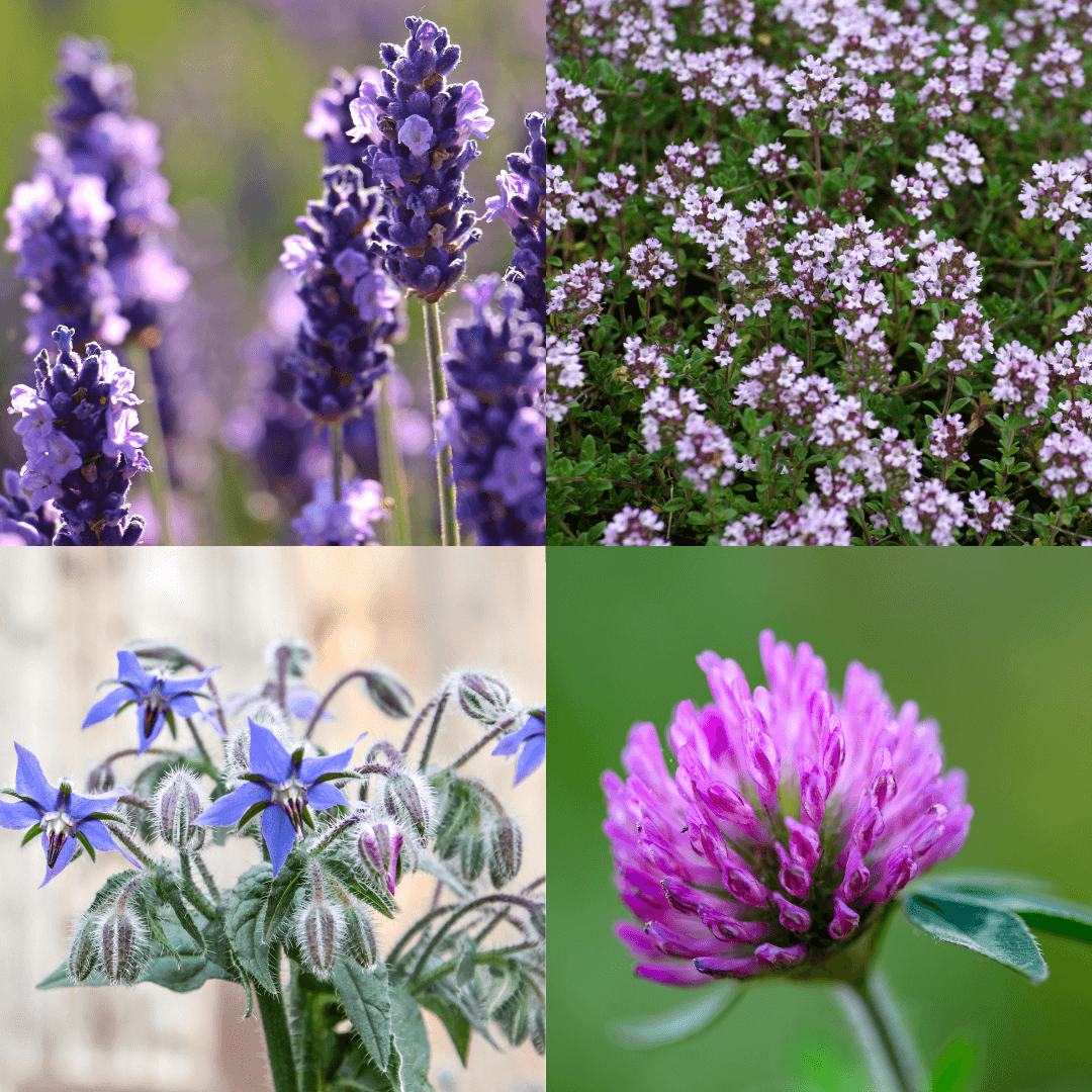 Les plantes mellifères du mois