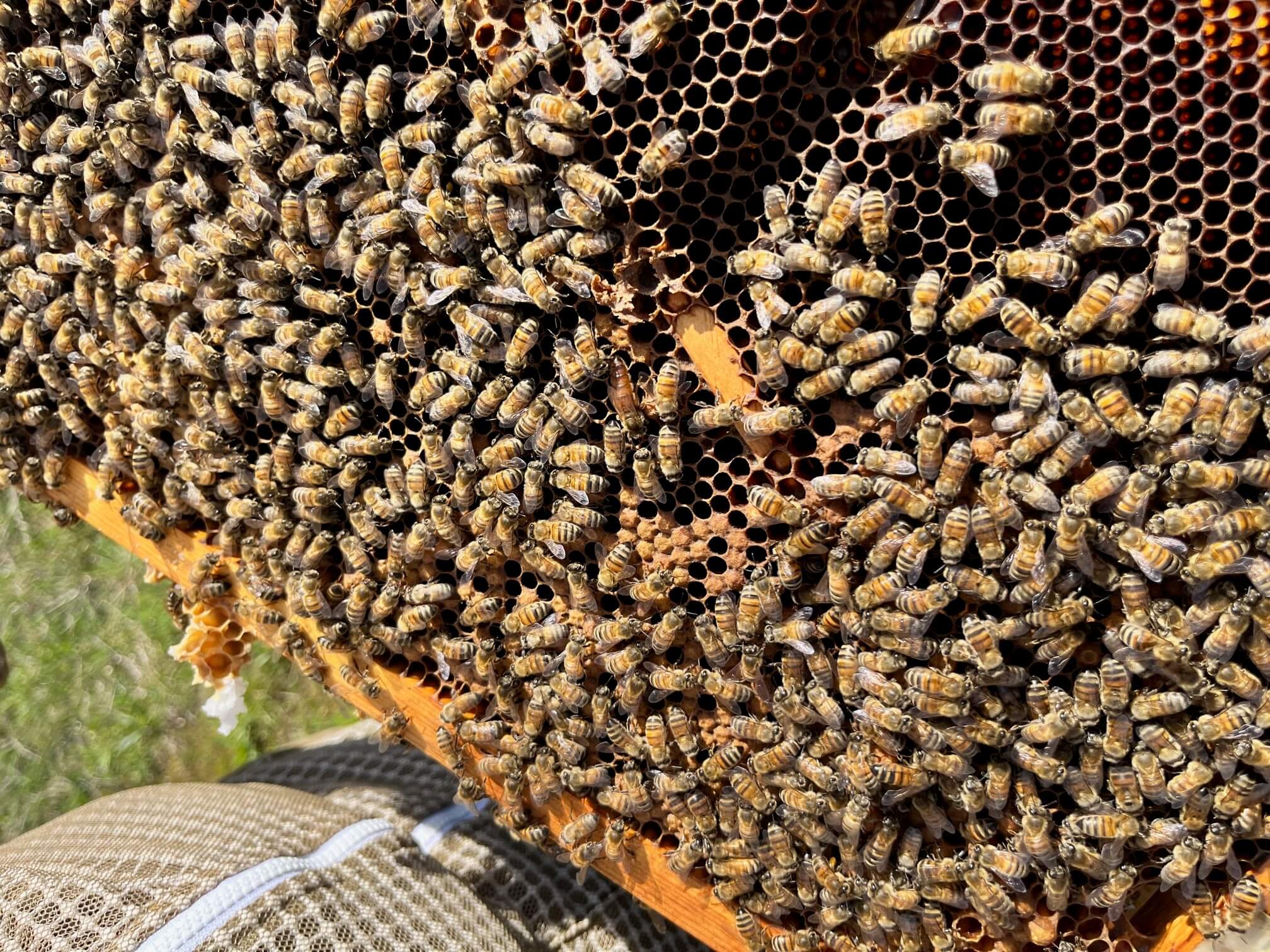 Mais que faire au rucher au mois de mai ?