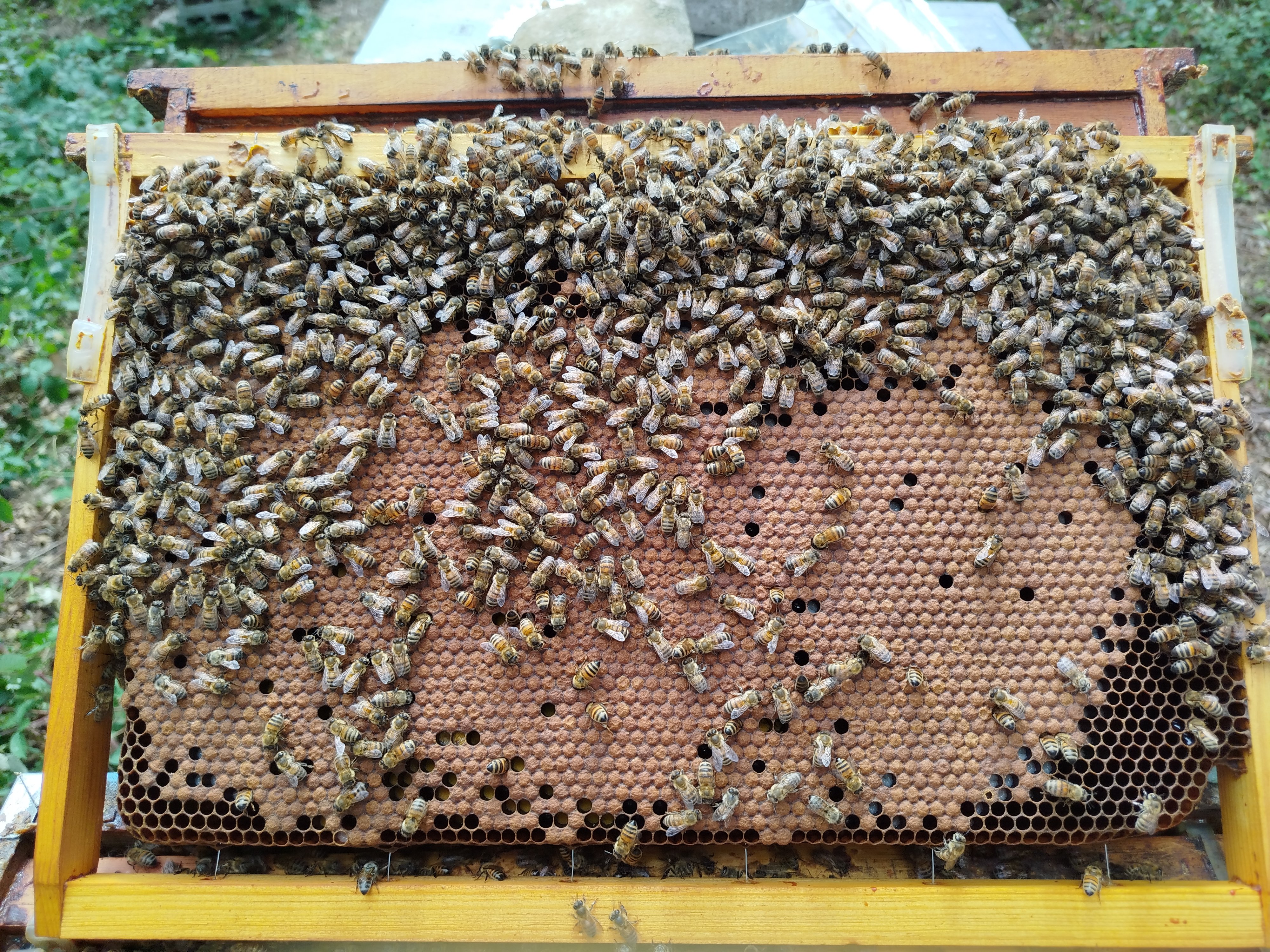 Cadre de couvain brun avec abeilles sur le dessus et le cadre de miel rempli de zones alvéolées sur la hausse.