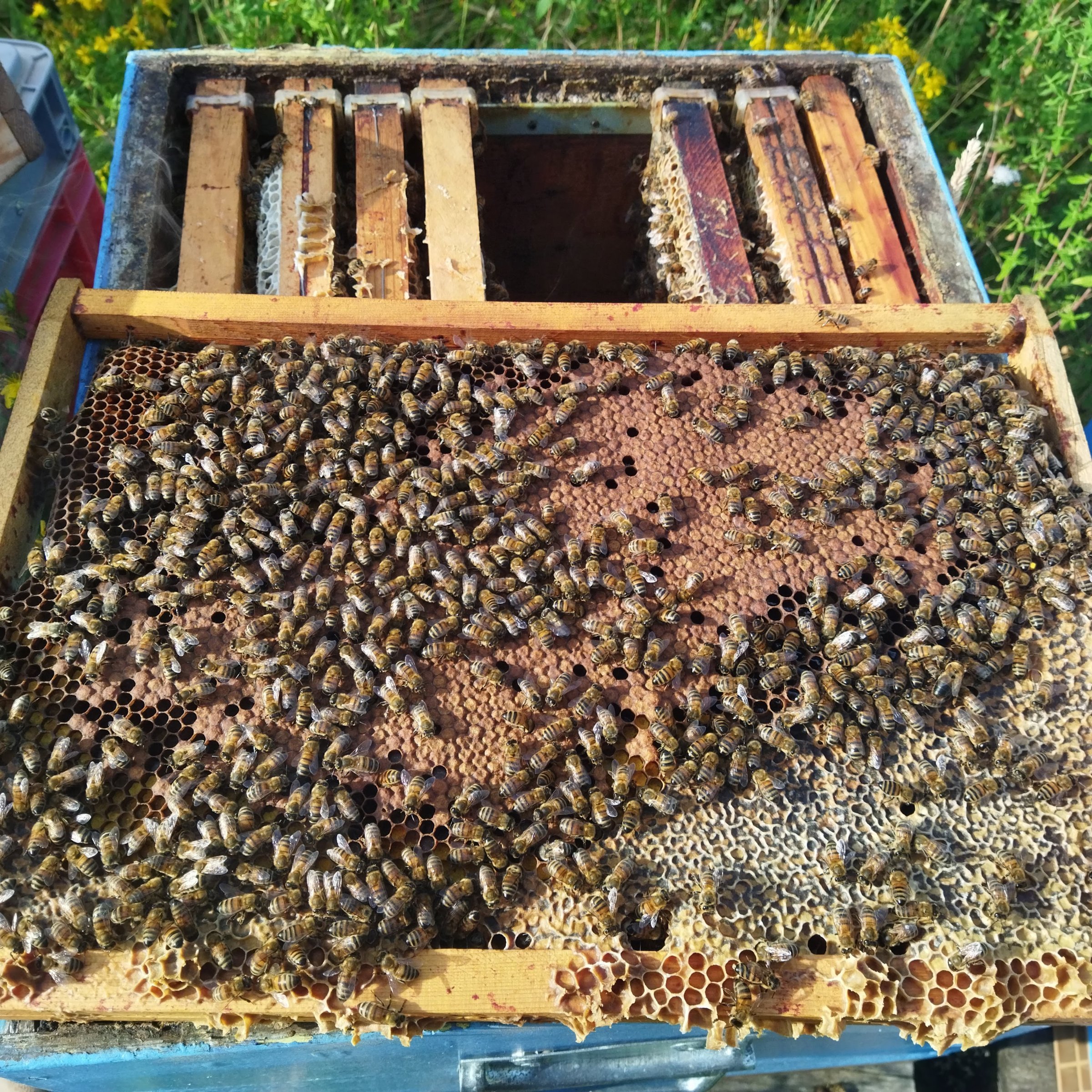 cadre de couvain sain avec de bonnes réserves de miel