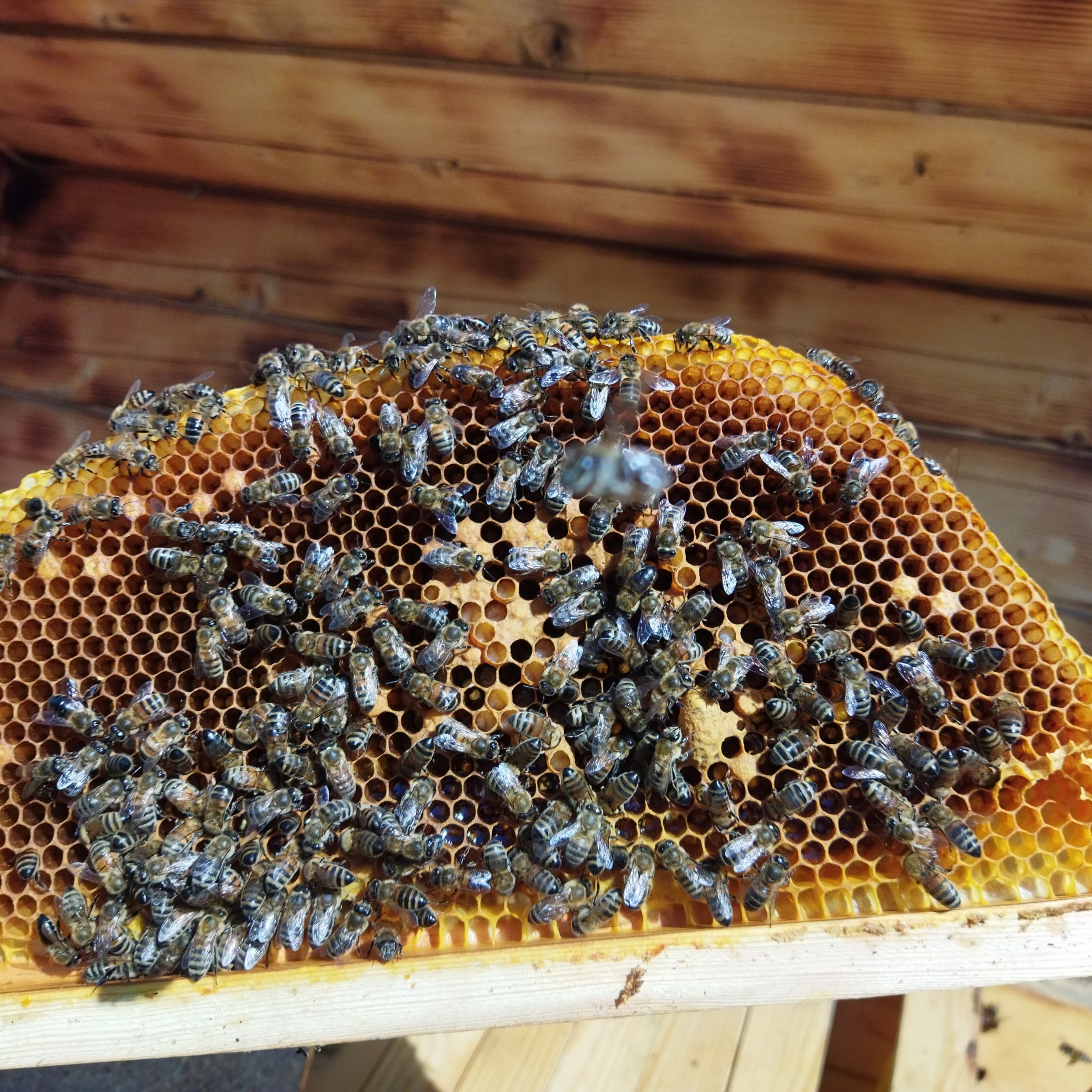 Cadre de ruche avec couvain bourdonneux, petit paquet d'abeilles sur un rayon de miel..