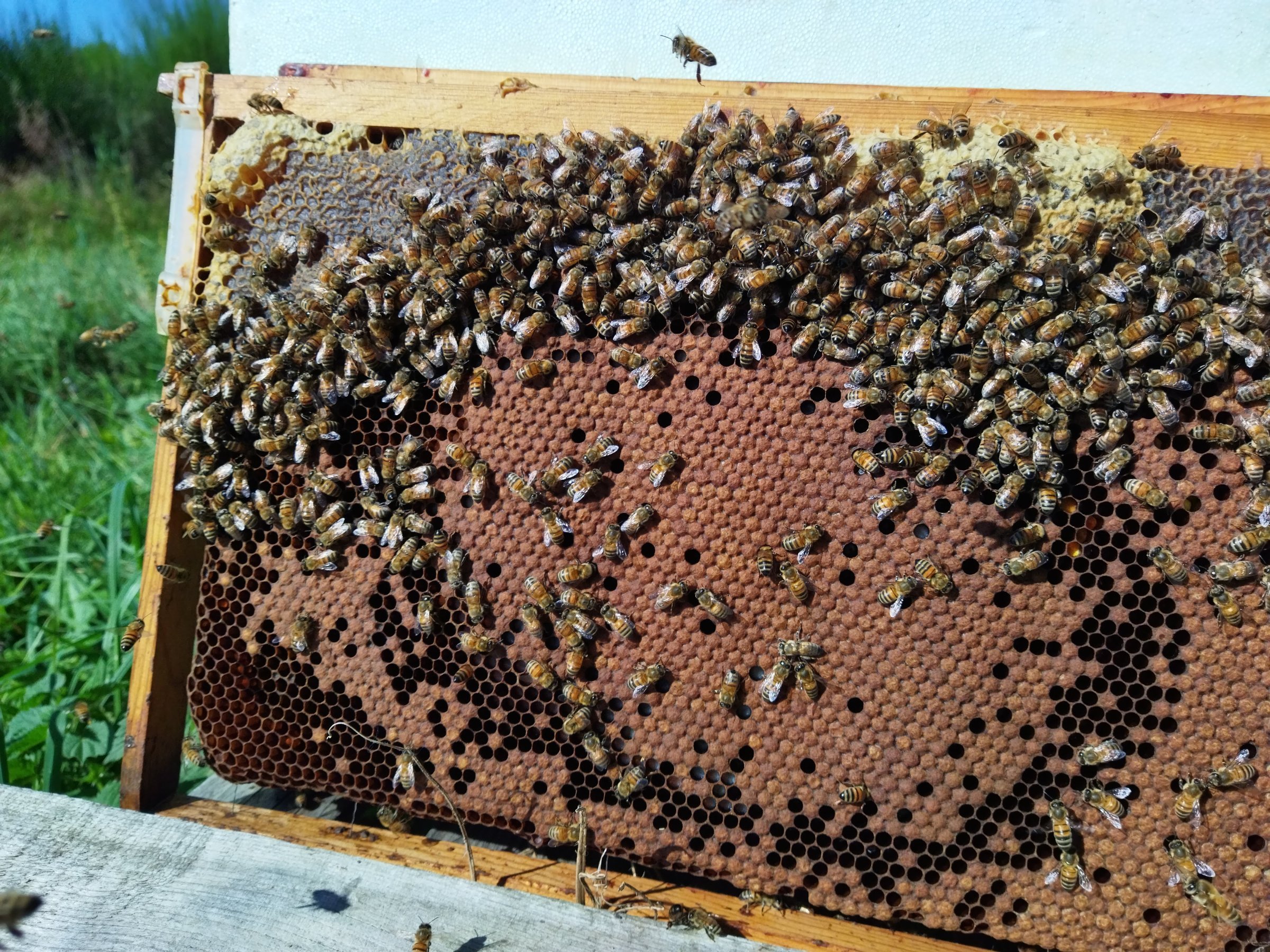 Cadres et cire d’abeilles dans une ruche Dadant avec de nombreuses abeilles autour du cadre. Alt: cadre de ruche polarisé entouré d’abeilles sur la cire.