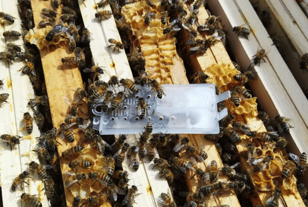 Introduction d'une reine d'abeilles dans le but de sauver une ruche bourdonneuse