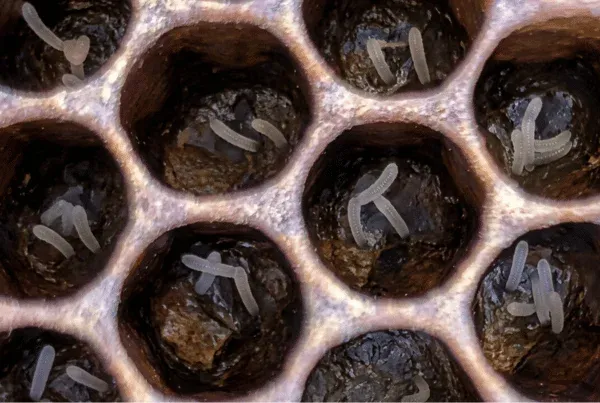 Ponte irrégulière et multiple dans des cellules de couvain d'une ruche boursdonneuse