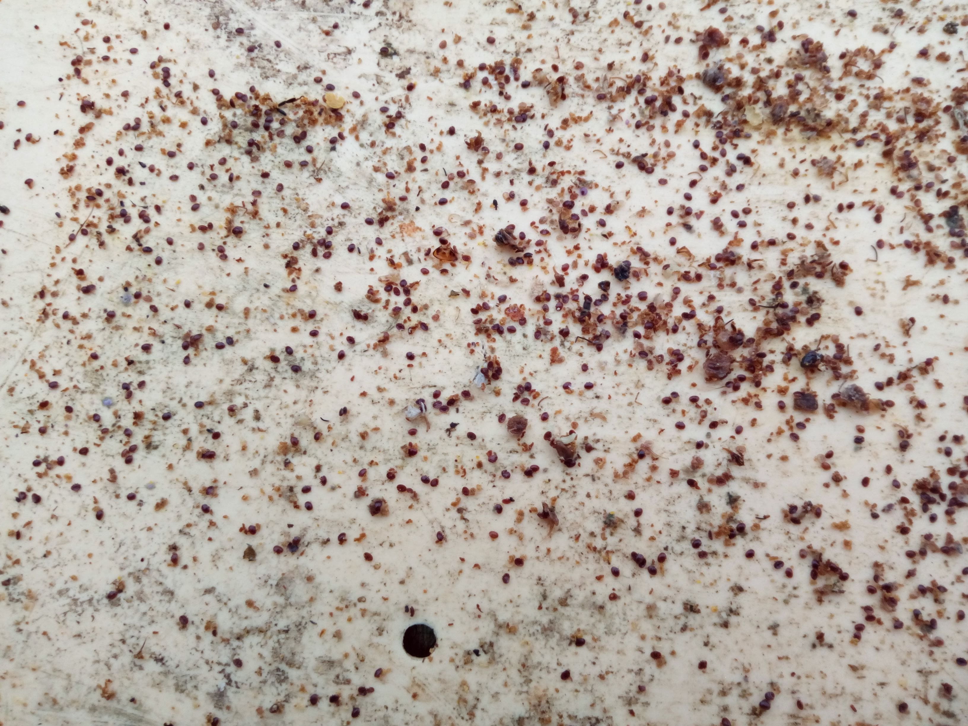 Verification du nombre de varroa sur un lange de comptage