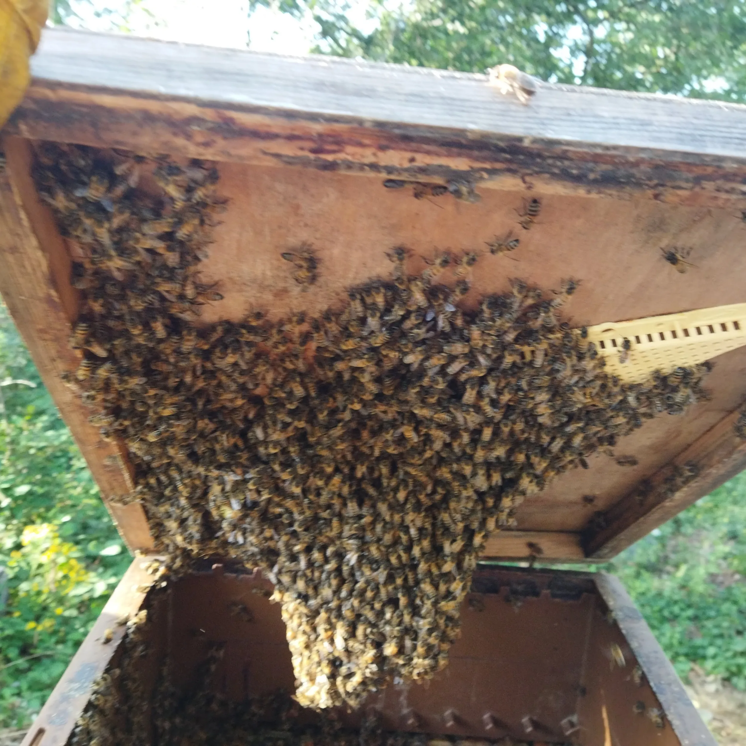 Utiliser le chasse-abeilles : guide complet pour vider votre hausse