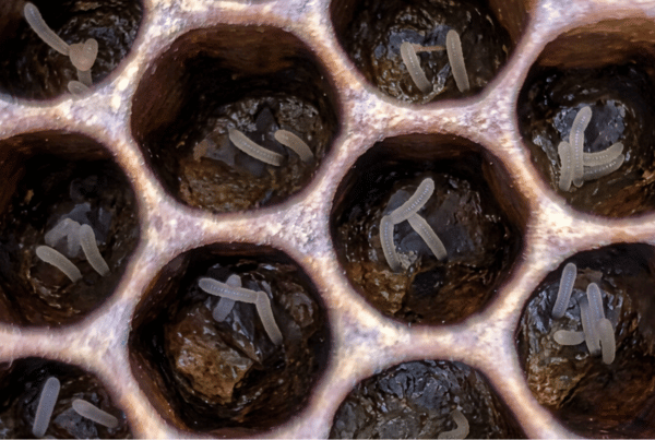 Ruche bourdonneuse : comment intervenir pour sauver votre colonie ?